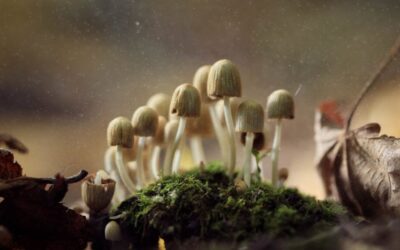 Psykedeliska substanser i behandling av missbruk, beroende och psykisk ohälsa